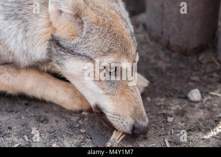 Junge europäische grauer Wolf Welpe müde und schlafen. Stockfoto