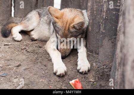 Junge europäische grauer Wolf Welpe müde und schlafen. Stockfoto