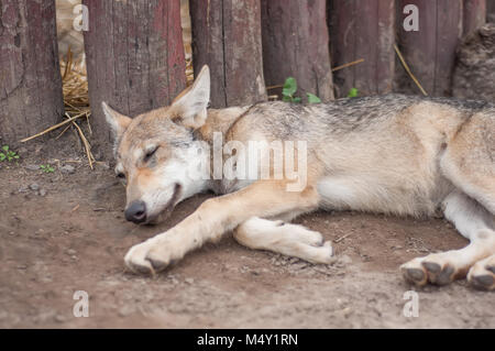 Junge europäische grauer Wolf Welpe müde und schlafen. Stockfoto