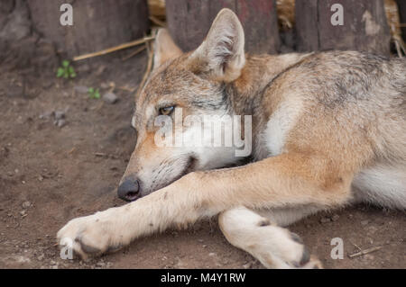 Junge europäische grauer Wolf Welpe müde und schlafen. Stockfoto