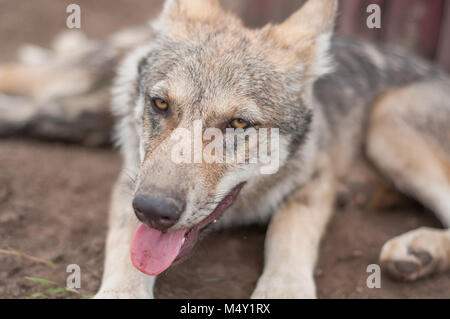 Junge europäische grauer Wolf Welpe müde und schlafen. Stockfoto