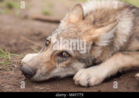 Junge europäische grauer Wolf Welpe müde und schlafen. Stockfoto