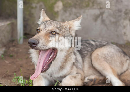 Junge europäische grauer Wolf Welpe müde und schlafen. Stockfoto