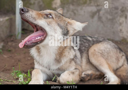 Junge europäische grauer Wolf Welpe müde und schlafen. Stockfoto