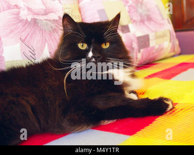 Schön faul schwarze Katze liegt auf dem farbigen Sofa Stockfoto