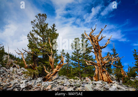 Bristlecone Pines, der am längsten lebende Bäume, kann auf die Bristlecone Pine Grove Trail im Great Basin National Park gesehen werden. Stockfoto