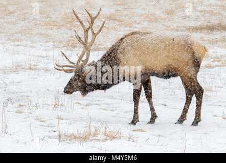 Stier Elch, Wapiti (Cervus canadensis) Beweidung unter schweren Schneesturm, Neal Smith National Wildlife Refuge, Iowa, USA. Stockfoto