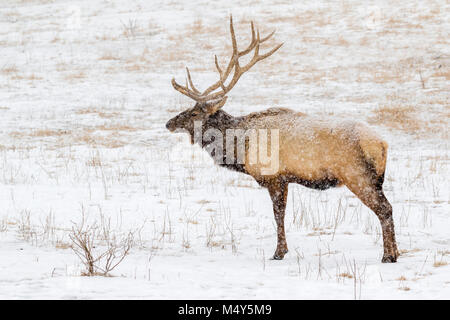 Stier Elch, Wapiti (Cervus canadensis) in Prairie unter einem schweren Schneesturm, Neal Smith National Wildlife Refuge, Iowa, USA. Stockfoto