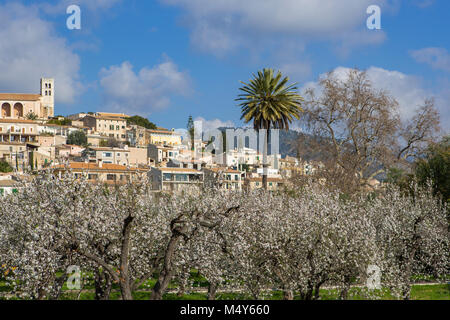 Mandelblüte in Dorf Selva, Es Raiguer, Mallorca, Balearen, Spanien Stockfoto