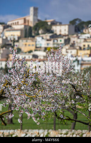 Mandelblüte in Dorf Selva, Es Raiguer, Mallorca, Balearen, Spanien Stockfoto