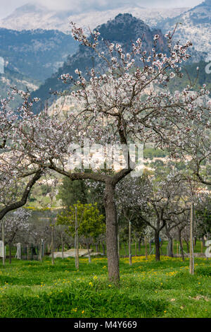 Mandelblüte in der Nähe von Dorf Caimari, Gemeinde Selva, Mallorca, Balearen, Spanien Stockfoto