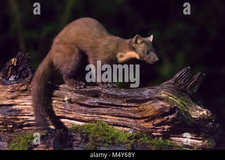 Europäische Baummarder (Martes martes) Nocturnal predator Anmelden bei Nacht thront. Stockfoto