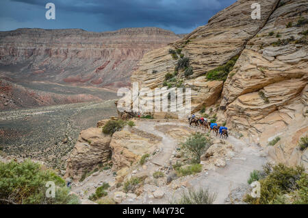 Maultier Zug mit Mail, Güter und Besucher Packs zu Dorf Supai und Havasu Wasserfall. Stockfoto