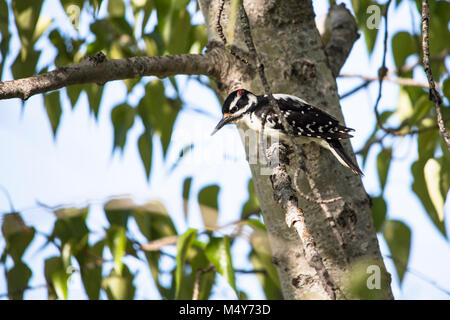 Hairy Specht - picoides Villosus. Stockfoto