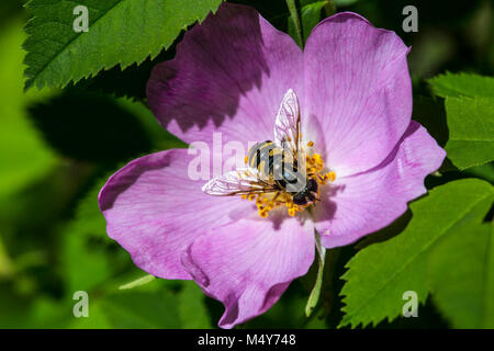 Wild Rose - Rosa sp. Stockfoto