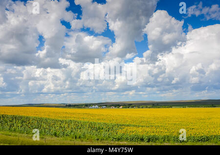 Feld mit Sonnenblumen unter einem weiten blauen Himmel mit weißen Wolken Puffy am Straßenrand von South Dakota. Stockfoto