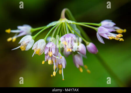 Allium narcissiflorum - Allium cernuum. Stockfoto