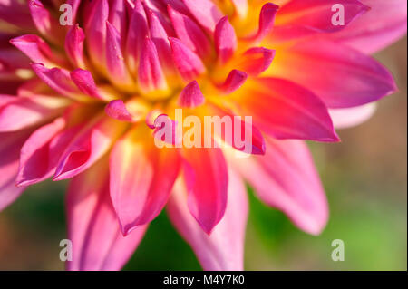 Geschäfts- oder Firmenwerte 90 Dahlia, close-up. Stockfoto