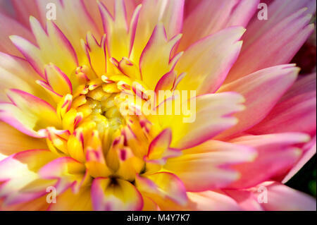 Sonnenuntergang Dahlia, close-up. Stockfoto