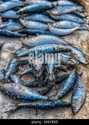 Ein Stapel von Blau, schimmernder skaliert Fisch übereinander gestapelt. Die Fische werden auf einem Fischmarkt in Essaouira verkauft. Stockfoto