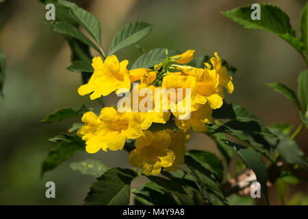 Nahaufnahme, gelbe Blume, gelb elder, gelbe Glöckchen oder Trumpetflower, wissenschaftlicher Name IsTecoma Stans Stockfoto