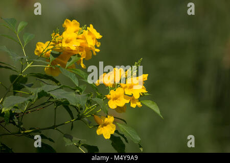 Nahaufnahme, gelbe Blume, gelb elder, gelbe Glöckchen oder Trumpetflower, wissenschaftlicher Name IsTecoma Stans Stockfoto