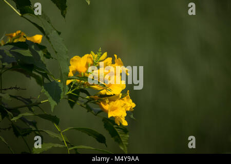 Nahaufnahme, gelbe Blume, gelb elder, gelbe Glöckchen oder Trumpetflower, wissenschaftlicher Name IsTecoma Stans Stockfoto