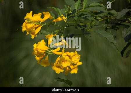 Nahaufnahme, gelbe Blume, gelb elder, gelbe Glöckchen oder Trumpetflower, wissenschaftlicher Name IsTecoma Stans Stockfoto