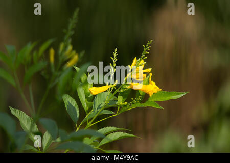 Nahaufnahme, gelbe Blume, gelb elder, gelbe Glöckchen oder Trumpetflower, wissenschaftlicher Name IsTecoma Stans Stockfoto