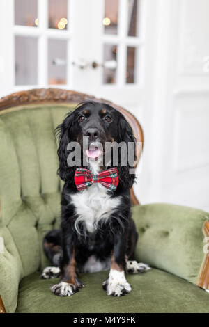 Hund spaniel in einer roten Schleife in das Innere der helle Zimmer. Pet ist drei Jahre alt, saß auf einem Stuhl. Rot karierte Krawatte. Beste und treuer Freund Stockfoto