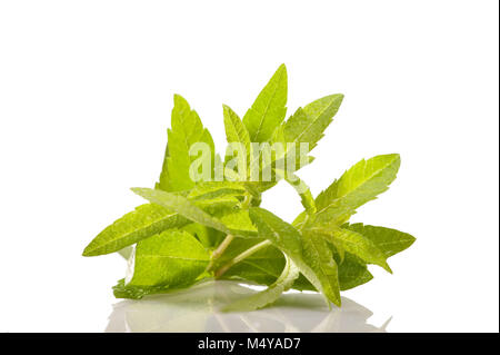 Zitronenverbene, Citronverbena (Aloysia citrodora) Stockfoto