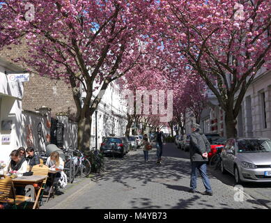 BONN, Deutschland - 18 April 2016: Leute gehen unter Reihen von Kirschblüten Sakura-bäume in Bonn, der ehemaligen Hauptstadt der Bundesrepublik Deutschland an einem sonnigen Tag Stockfoto