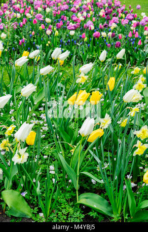 Reihen von Glockenblumen, Narzissen und Tulpen Blumen Stockfoto