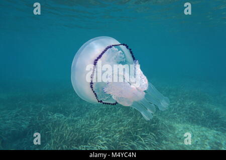 Ein Faß Quallen Rhizostoma pulmo Unterwasser im Mittelmeer, Cote d'Azur, Frankreich Stockfoto