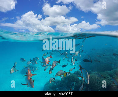 Bewölkt blauer Himmel und Schwarm von tropischen Fischen, mit Coral Unterwasser, geteilte Ansicht oberhalb und unterhalb der Wasseroberfläche, Rangiroa, Pazifischer Ozean, Französisch Polynesien Stockfoto