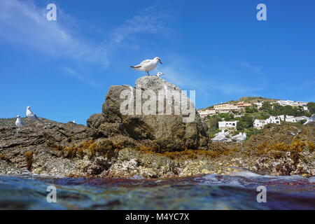 Mediterranean gull auf einer felsigen Küste, von der Wasseroberfläche gesehen, Spanien, Costa Brava, Katalonien, Rosen Stockfoto