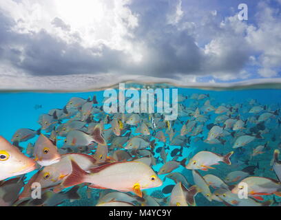 Schwarm von Fischen unter Wasser mit Wolken im Himmel, geteilte Ansicht oberhalb und unterhalb der Wasseroberfläche, Rangiroa, Tuamotus, Pazifischer Ozean, Französisch Polynesien Stockfoto