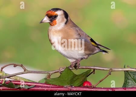 Wild goldfinch Vogel portrait Nahaufnahme in Europa auch als Carduelis carduelis bekannt. Der stieglitz hat ein rotes Gesicht und einem schwarz-weißen Kopf. Mals Stockfoto