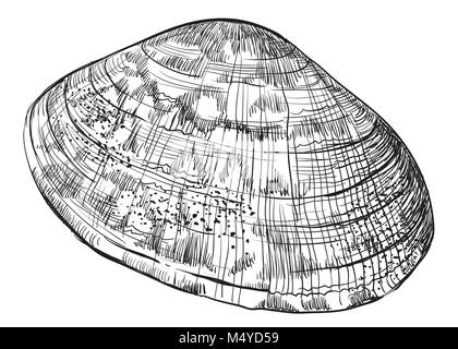 Handzeichnung seashell. Vektor monochromen Abbildung Muschelart auf weißem Hintergrund. Stock Vektor