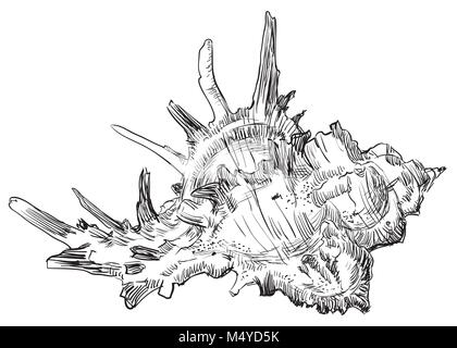 Hand Zeichnung Skizze der Muschel. Vektor monochromen Abbildung auf weißem Hintergrund. Stock Vektor