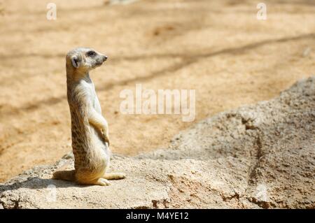 Erdmännchen im Zoo. Tier in Gefangenschaft fotografiert. Valencia, Spanien. Stockfoto