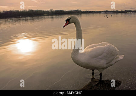 Höckerschwan Cygnus olor bei Sonnenuntergang Stockfoto