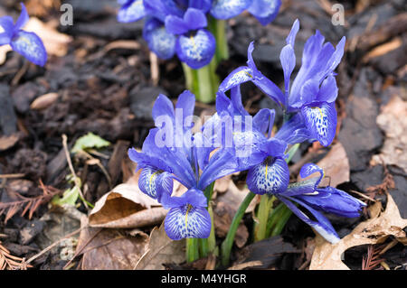 Iris histrioides 'Frau Beatrix Stanley 'Blumen. Stockfoto