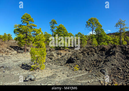 Grünen Pinien wachsen in Basalt Lava Felder auf El Tiede, Teneriffa Stockfoto