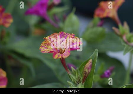 Mirabilis jalapa Stockfoto