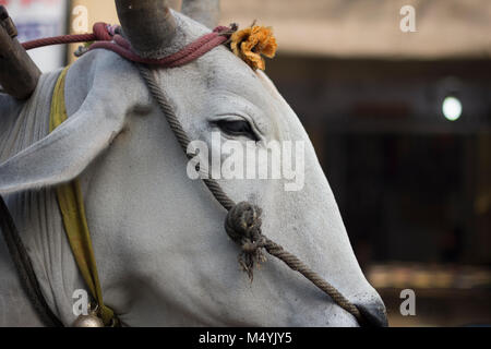 Kuh in den Straßen von Neu Delhi, Indien Stockfoto