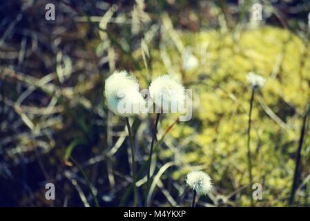 Schöne arktis Baumwolle Gras wachsen in Ilulissat Grönland - Diskobucht - eriphorum Scheuchzeri Stockfoto