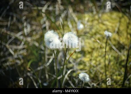 Schöne arktis Baumwolle Gras wachsen in Ilulissat Grönland - Diskobucht - eriphorum Scheuchzeri Stockfoto