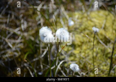 Schöne arktis Baumwolle Gras wachsen in Ilulissat Grönland - Diskobucht - eriphorum Scheuchzeri Stockfoto