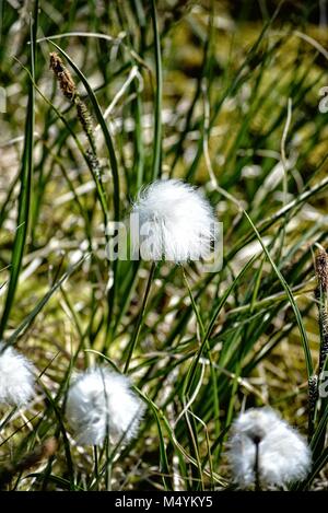 Schöne arktis Baumwolle Gras wachsen in Ilulissat Grönland - Diskobucht - eriphorum Scheuchzeri Stockfoto